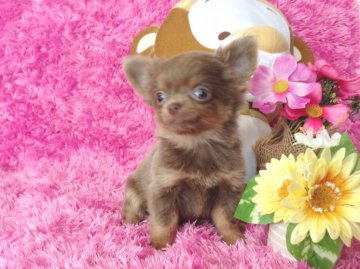 チワワ(ロング)【北海道・男の子・2012年11月6日・イザベラ&タン】の写真「」