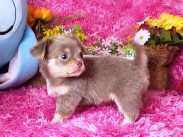 チワワ(ロング)【北海道・女の子・2013年2月14日・イザベラ&クリーム】の写真「」