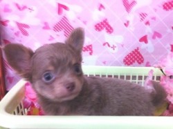 チワワ(ロング)【北海道・男の子・2011年12月29日・イザベラ＆タン】の写真「」