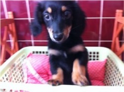 チワックス（チワワ×ダックス）【北海道・男の子・2011年5月8日・ブラック&タン】の写真「」