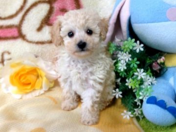 トイプードル(タイニー)【北海道・女の子・2014年10月10日・クリーム】の写真「」