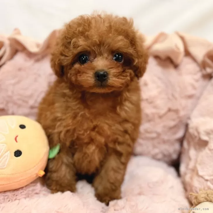 けん 様のお迎えした子犬