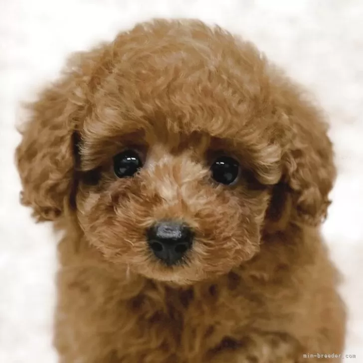 ID:2507-03589の子犬