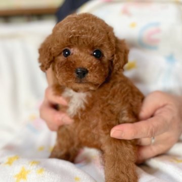 トイプードル(タイニー)【熊本県・男の子・2024年10月31日・アプリコット】の写真「かわいい男の子です」