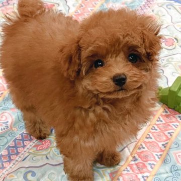 トイプードル(タイニー)【熊本県・女の子・2025年1月22日・レッド】の写真「つぶらなおめめがかわいい❤︎　」