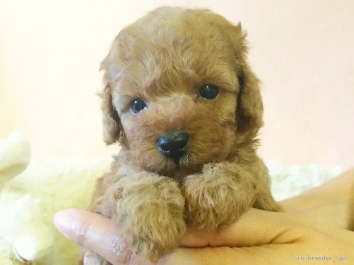 ID:1509-01514の子犬