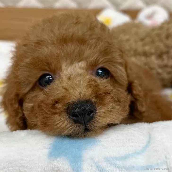 ID:2407-05303の子犬