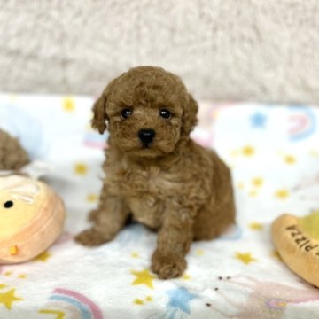 トイプードル(タイニー)【熊本県・男の子・2024年4月3日・アプリコット】の写真「おとなしくてかわいいお顔です」