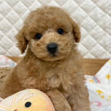 トイプードル(タイニー)【熊本県・男の子・2024年5月28日・アプリコット】の写真「もふもふの優しい毛色のあまえんぼう君」