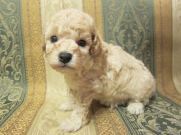 トイプードル(タイニー)【熊本県・男の子・2014年7月30日・クリーム】の写真「」