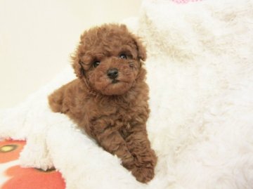 トイプードル(タイニー)【熊本県・男の子・2014年1月12日・レッド】の写真「ちょっとやんちゃな感じがかわいいです(U^ｪ^U)」