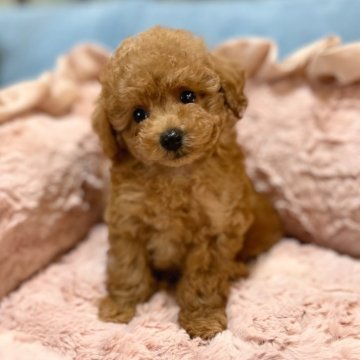 トイプードル(タイニー)【熊本県・男の子・2024年8月1日・アプリコット】の写真「ふわんとした優しい雰囲気の男の子です☺️」