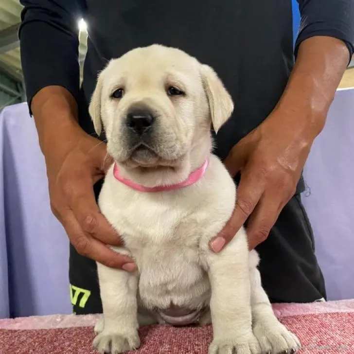 ID:2211-01731の子犬