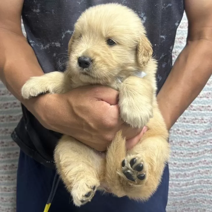 ID:2409-06638の子犬