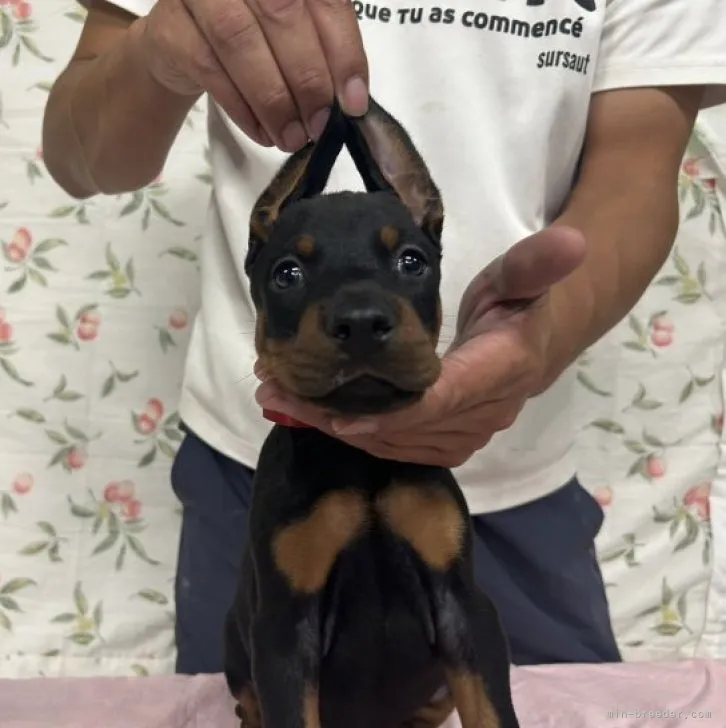 ID:2310-06185の子犬