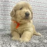 ゴールデンレトリバー【大阪府・女の子・2024年8月15日・ゴールド】の写真1「兄弟の中でも一番大きな女の子」