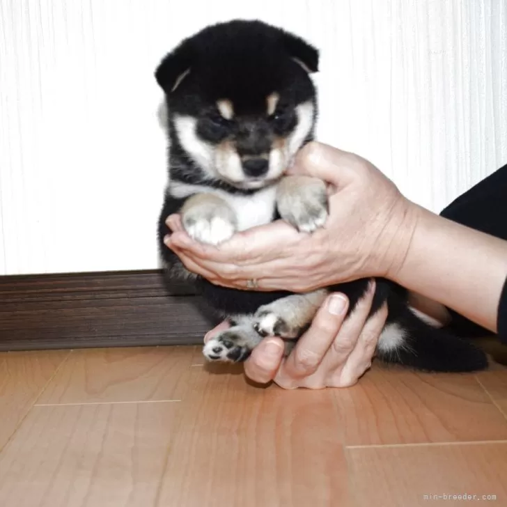 柴犬(標準サイズ)【和歌山県・女の子・2025年10月6日・黒】の写真1