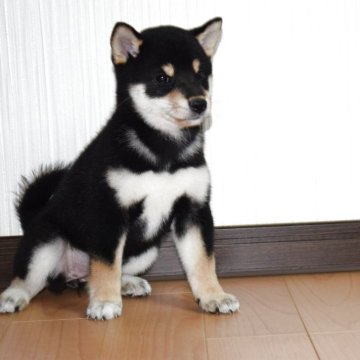 柴犬(標準サイズ)【和歌山県・女の子・2025年10月6日・黒】の写真「✨抜群の配色の黒柴です✨　　丸々、小振りです。」