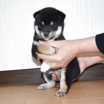 柴犬(標準サイズ)【和歌山県・女の子・2025年10月6日・黒】の写真「✨　抜群の配色の黒柴です。✨」