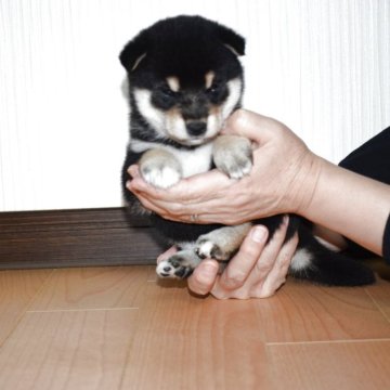 柴犬(標準サイズ)【和歌山県・女の子・2025年10月6日・黒】の写真「✨　抜群の配色の黒柴です。✨」