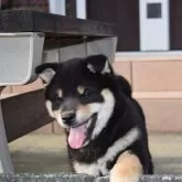 柴犬(標準サイズ)