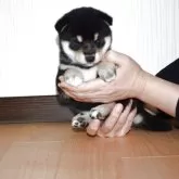 柴犬(標準サイズ)【和歌山県・女の子・2025年10月6日・黒】の写真1