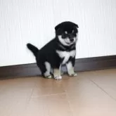 柴犬(標準サイズ)【和歌山県・女の子・2025年10月6日・黒】の写真9