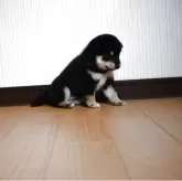 柴犬(標準サイズ)【和歌山県・女の子・2025年10月6日・黒】の写真12