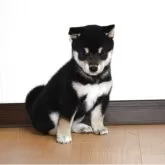 柴犬(標準サイズ)【和歌山県・女の子・2025年10月6日・黒】の写真2