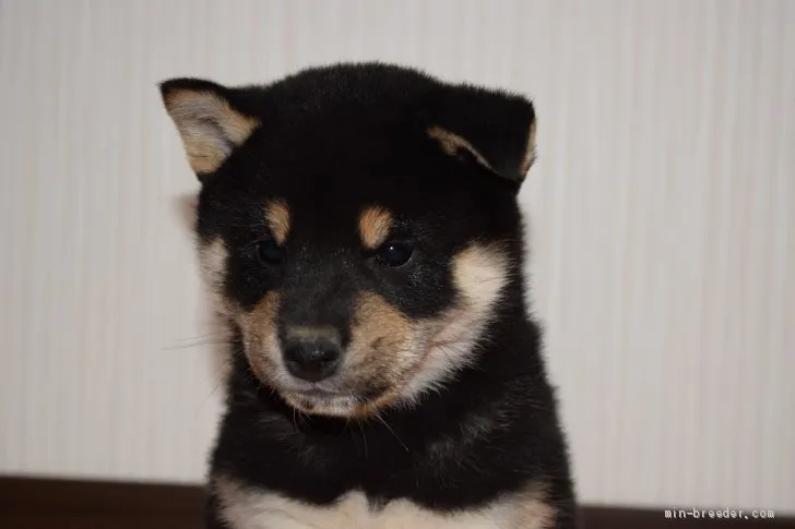 ID：2003-03199の子犬