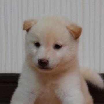 柴犬(標準サイズ)【和歌山県・女の子・2022年8月13日・白】の写真「フワモコの可愛い女の子✨」