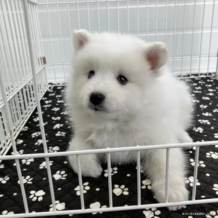 ID：2503-01769の子犬