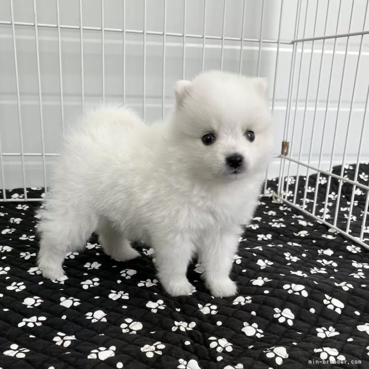 ID：2505-04623の子犬