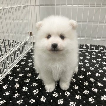 日本スピッツ【香川県・男の子・2025年10月30日・ホワイト】の写真「可愛さ満点　元気いっぱい」