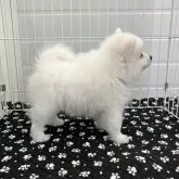 日本スピッツ【香川県・男の子・2025年8月12日・ホワイト】の写真2