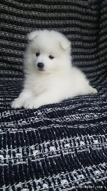 ID：1603-01611の子犬