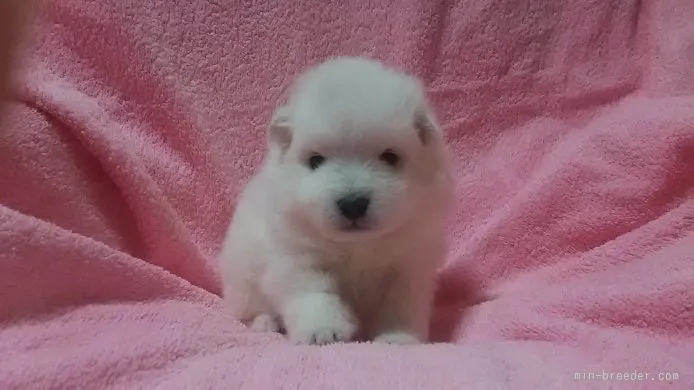 スピッツカイ 様のお迎えした子犬