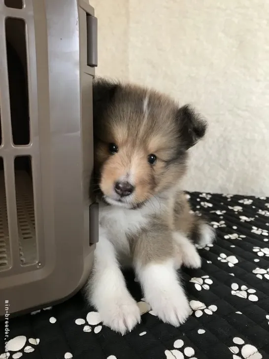 ID：1805-02310の子犬