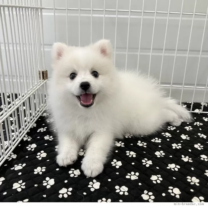 ID：2410-05655の子犬