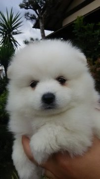 日本スピッツ【香川県・女の子・2015年9月28日・ホワイト】の写真「」