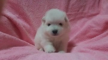 日本スピッツ【香川県・女の子・2015年9月28日・ホワイト】の写真「」