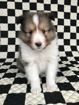 シェットランドシープドッグ【香川県・男の子・2017年3月3日・セーブル&ホワイト】の写真「ひな祭り生まれ。」