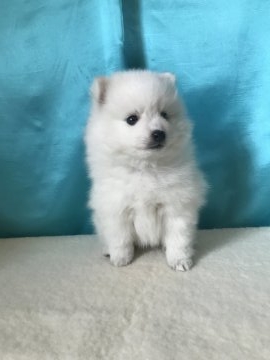 日本スピッツ【香川県・男の子・2017年11月3日・ホワイト】の写真「わんぱく！スピッツ」