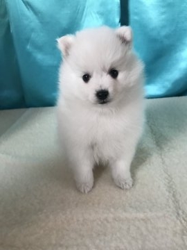 日本スピッツ【香川県・女の子・2017年11月3日・ホワイト】の写真「きらきら！スピッツ」