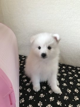 日本スピッツ【香川県・女の子・2018年4月24日・ホワイト】の写真「きらめき！スピッツ」