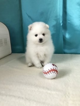 日本スピッツ【香川県・男の子・2017年11月3日・ホワイト】の写真「おすまし！スピッツ」