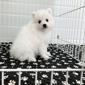 日本スピッツ【香川県・女の子・2024年8月20日・ホワイト】の写真「最高に可愛い　スピッツが熱い」