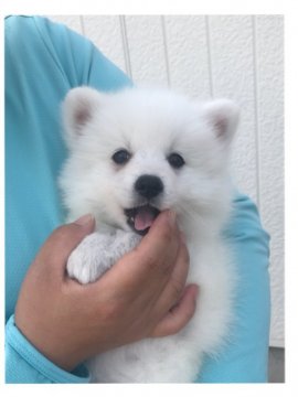 日本スピッツ【香川県・女の子・2019年3月9日・ホワイト】の写真「元気いっぱい🐾」