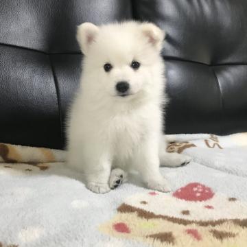 日本スピッツ【香川県・女の子・2022年8月18日・ホワイト】の写真「最高に可愛い　飛躍するスピッツ」