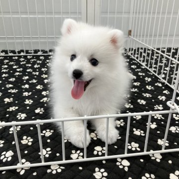 日本スピッツ【香川県・女の子・2024年8月30日・ホワイト】の写真「笑顔が素敵　可愛い子」